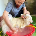 愛犬を洗う