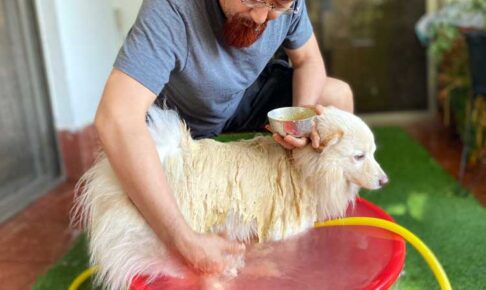 愛犬を洗う