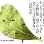 ヘナの葉の繊維質