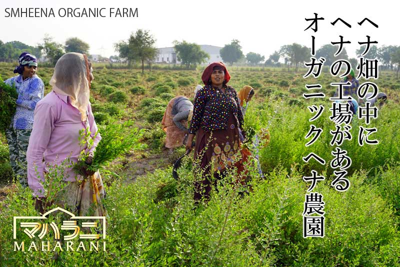 ヘナ畑の中にヘナの工場があるオーガニックヘナ農園