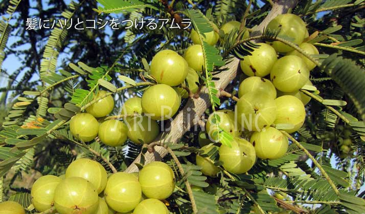 アムラ