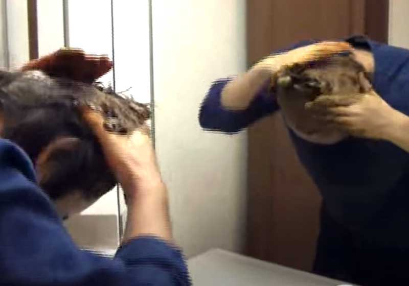 マハラニヘナ開発者の一人ヘナ