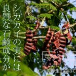 シカカイの実