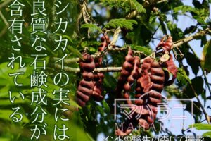 シカカイの実