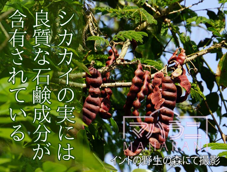 シカカイの実