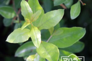 ヘナの植物